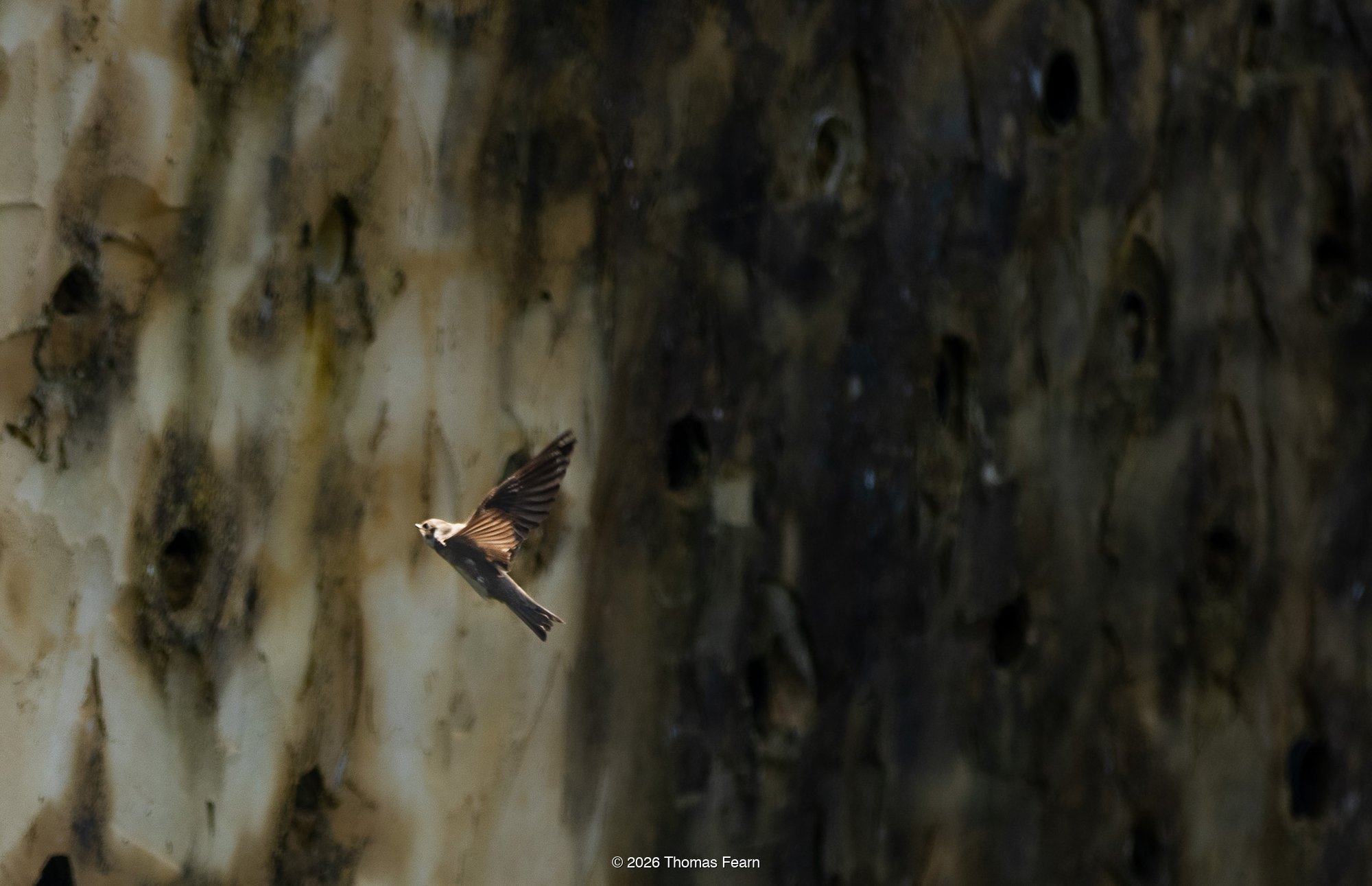 Sand Martin returning to nest