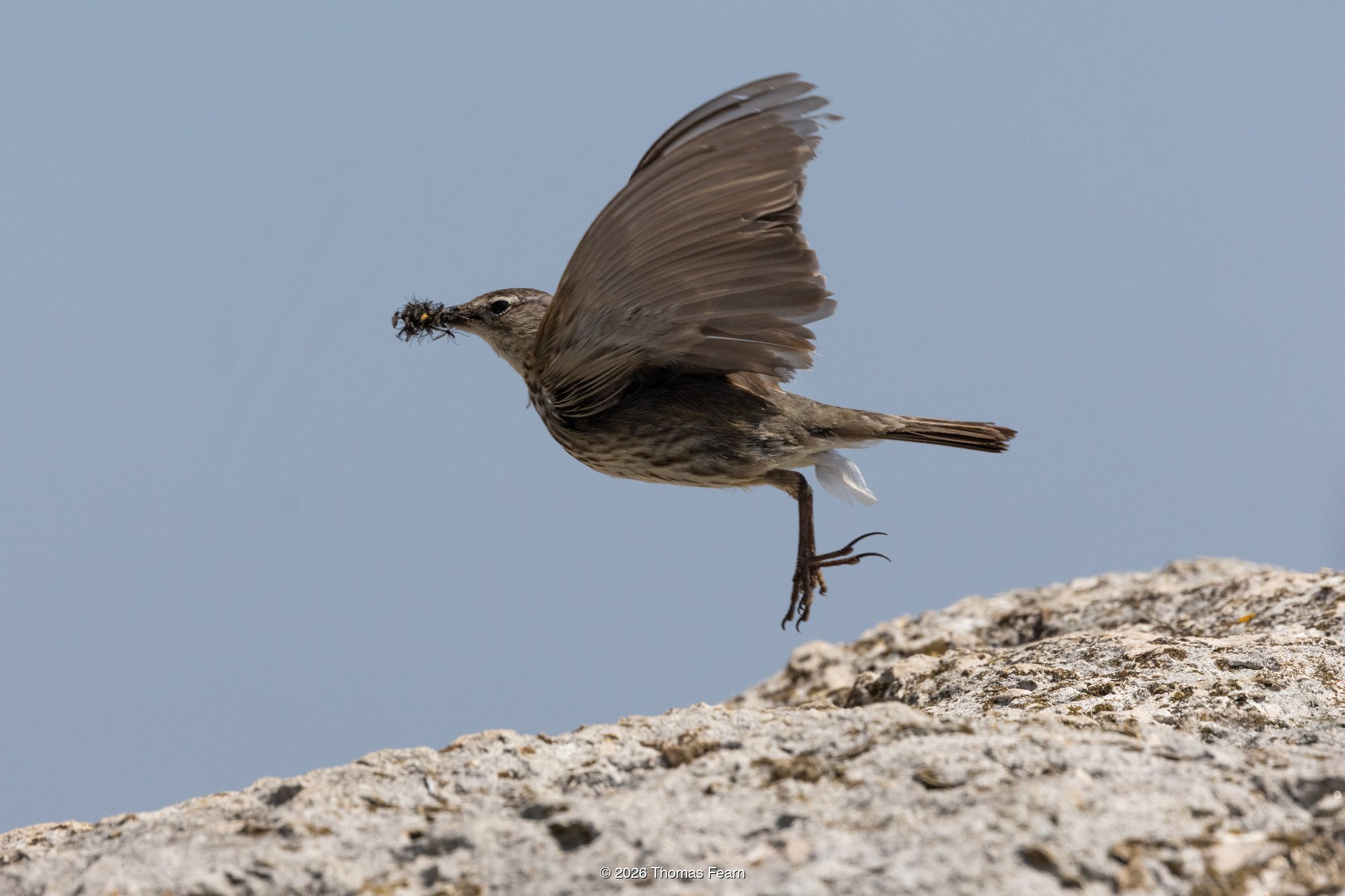 Rock pipit lifting from a gravel shore