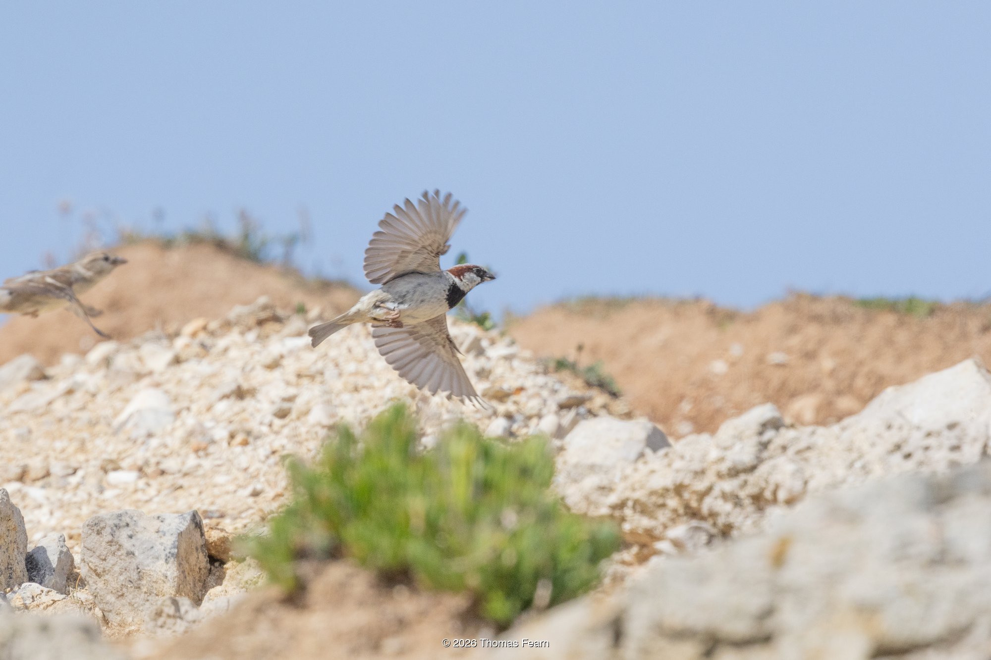 Rock pipit taking flight from coastal rocks