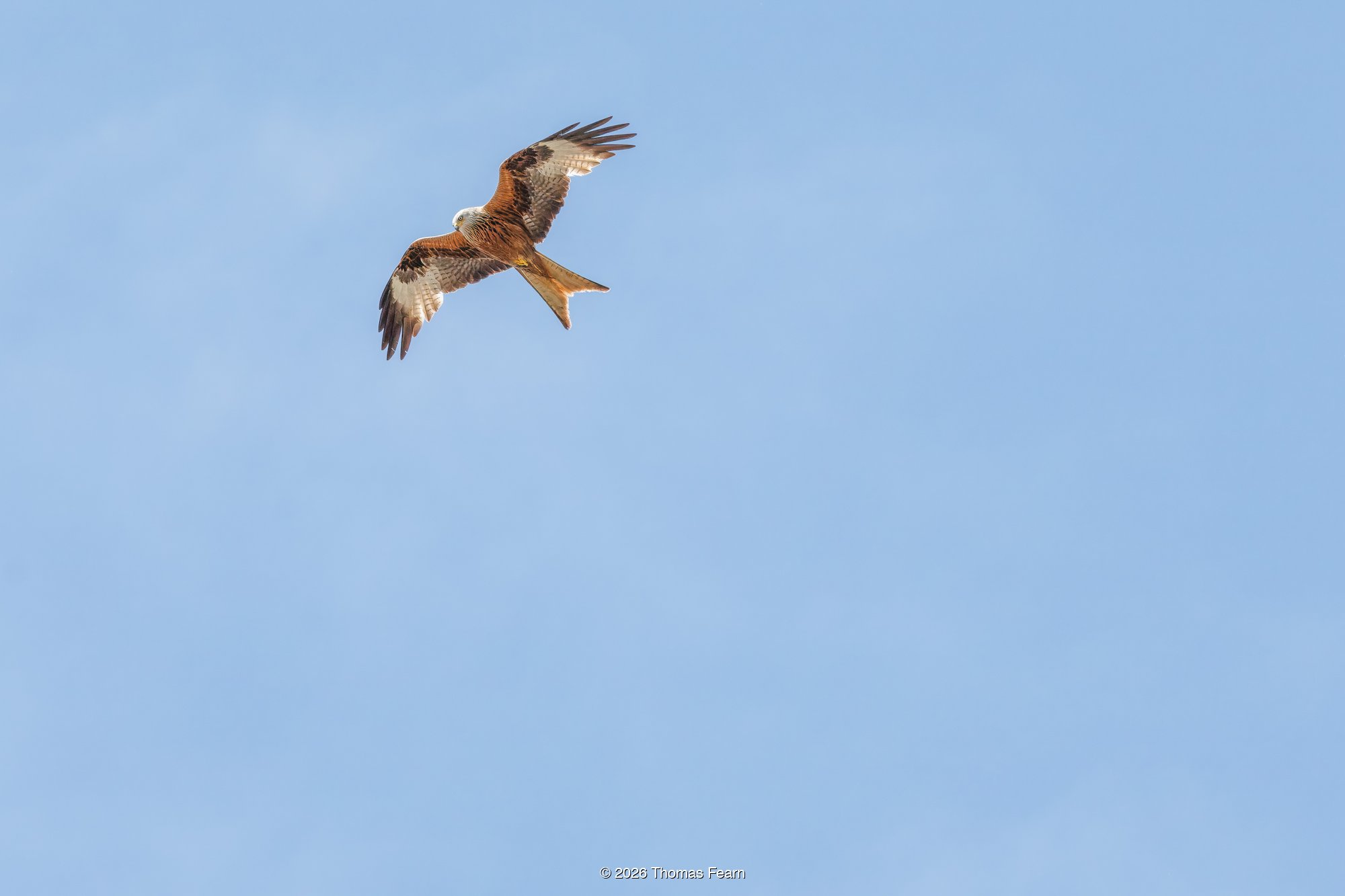 Red kite soaring against open blue sky