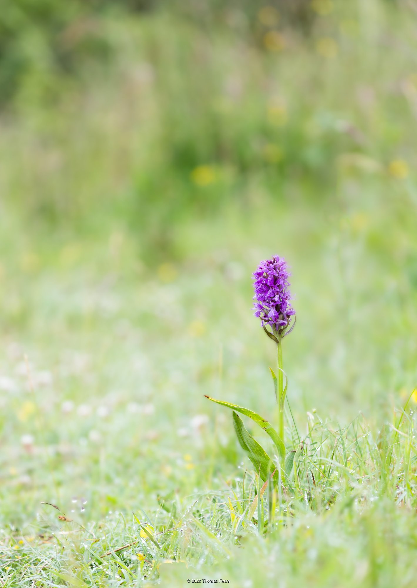 Marsh orchid alone in a dew-lit meadow