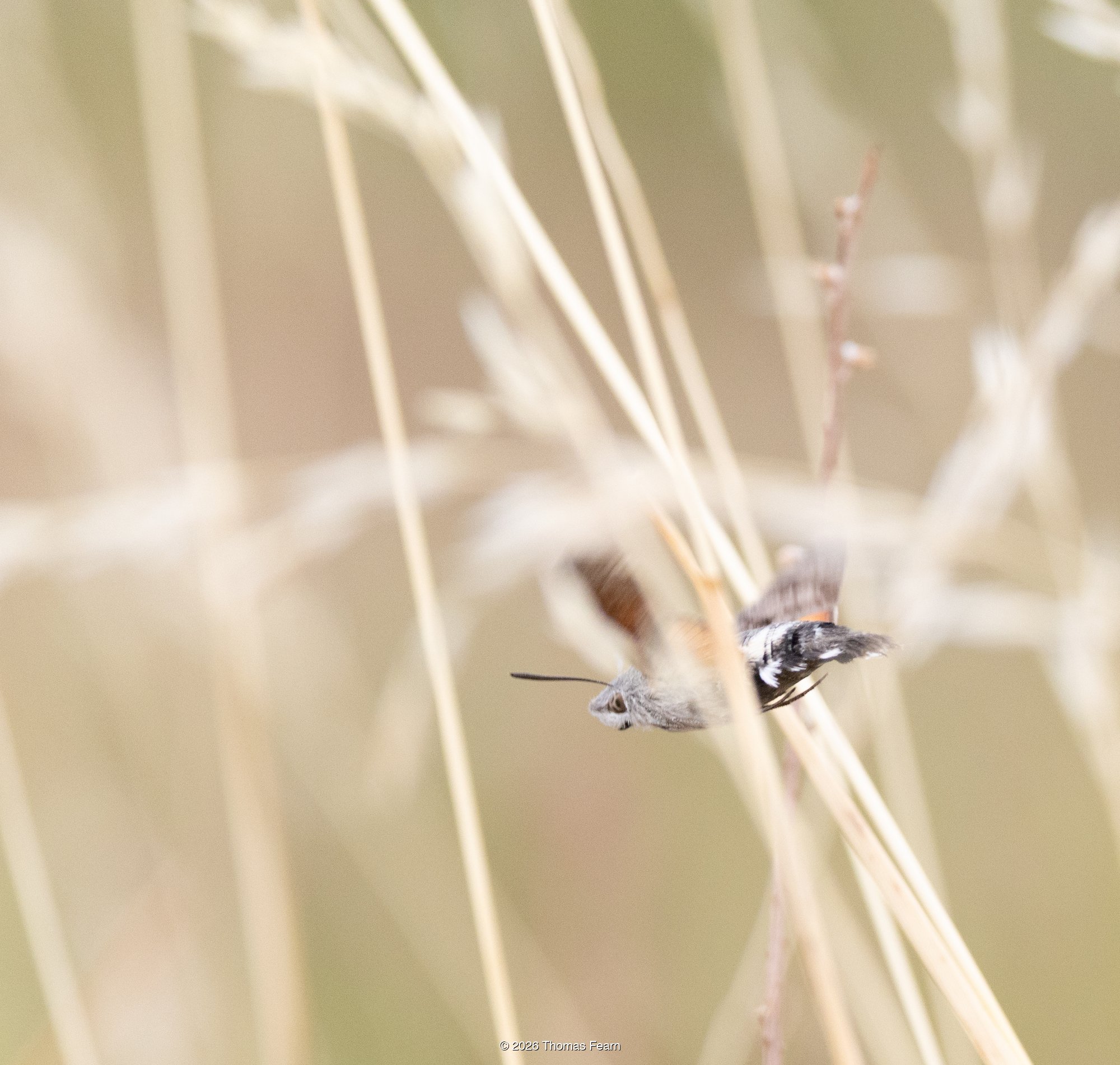 Hummingbird hawk-moth in flight