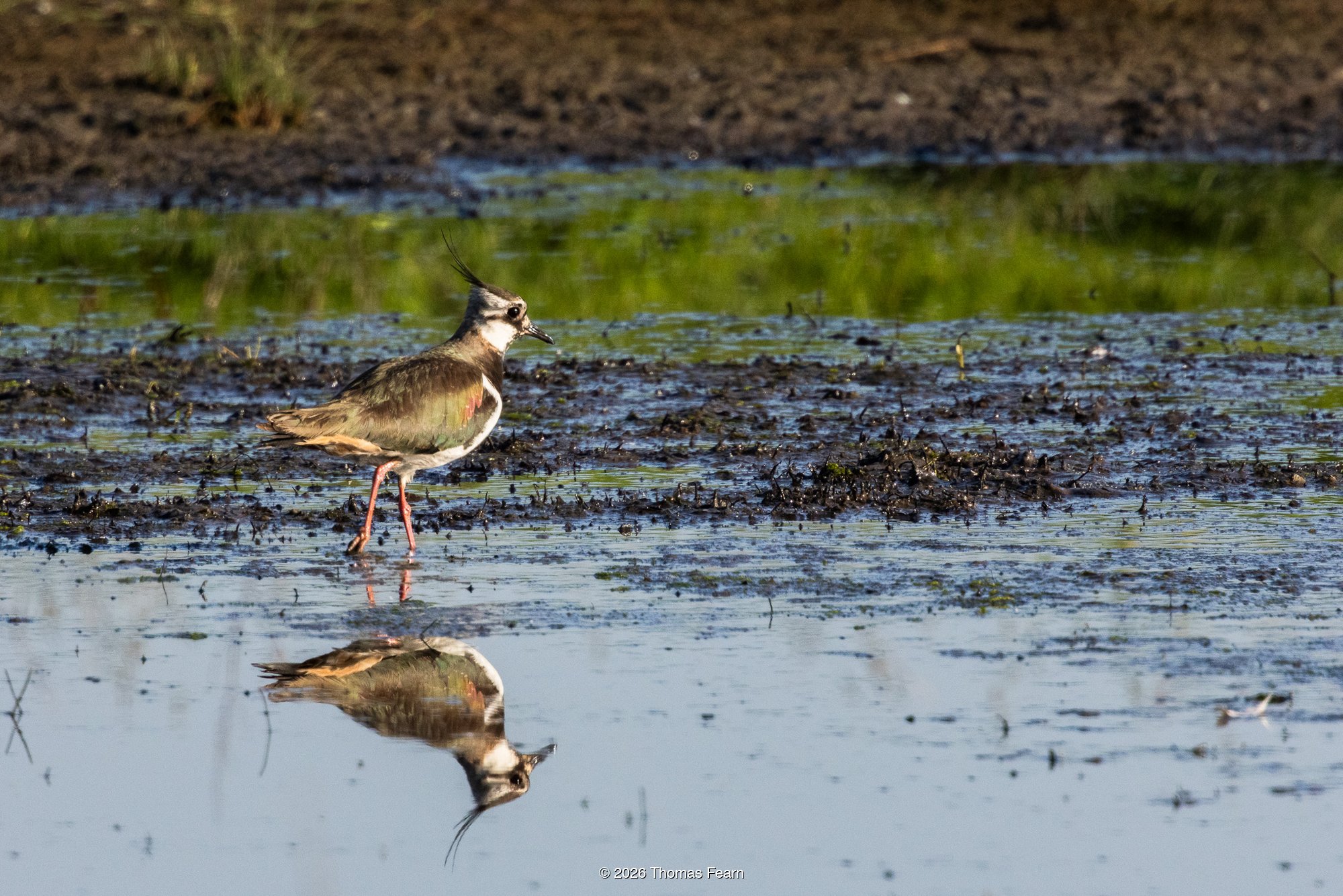 Northern lapwing wading in a marsh, mirrored in still water