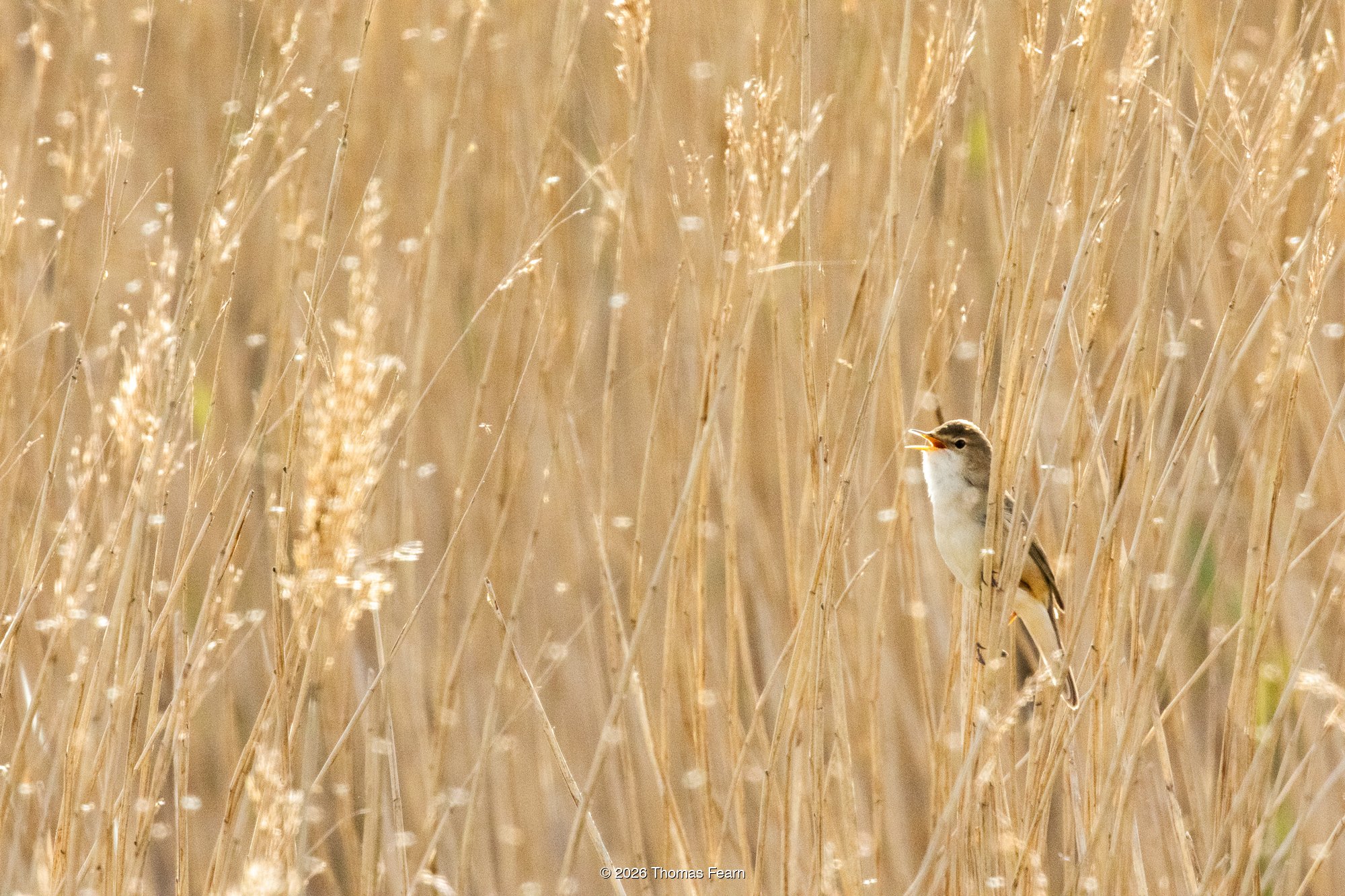 Sedge warbler singing among golden reeds