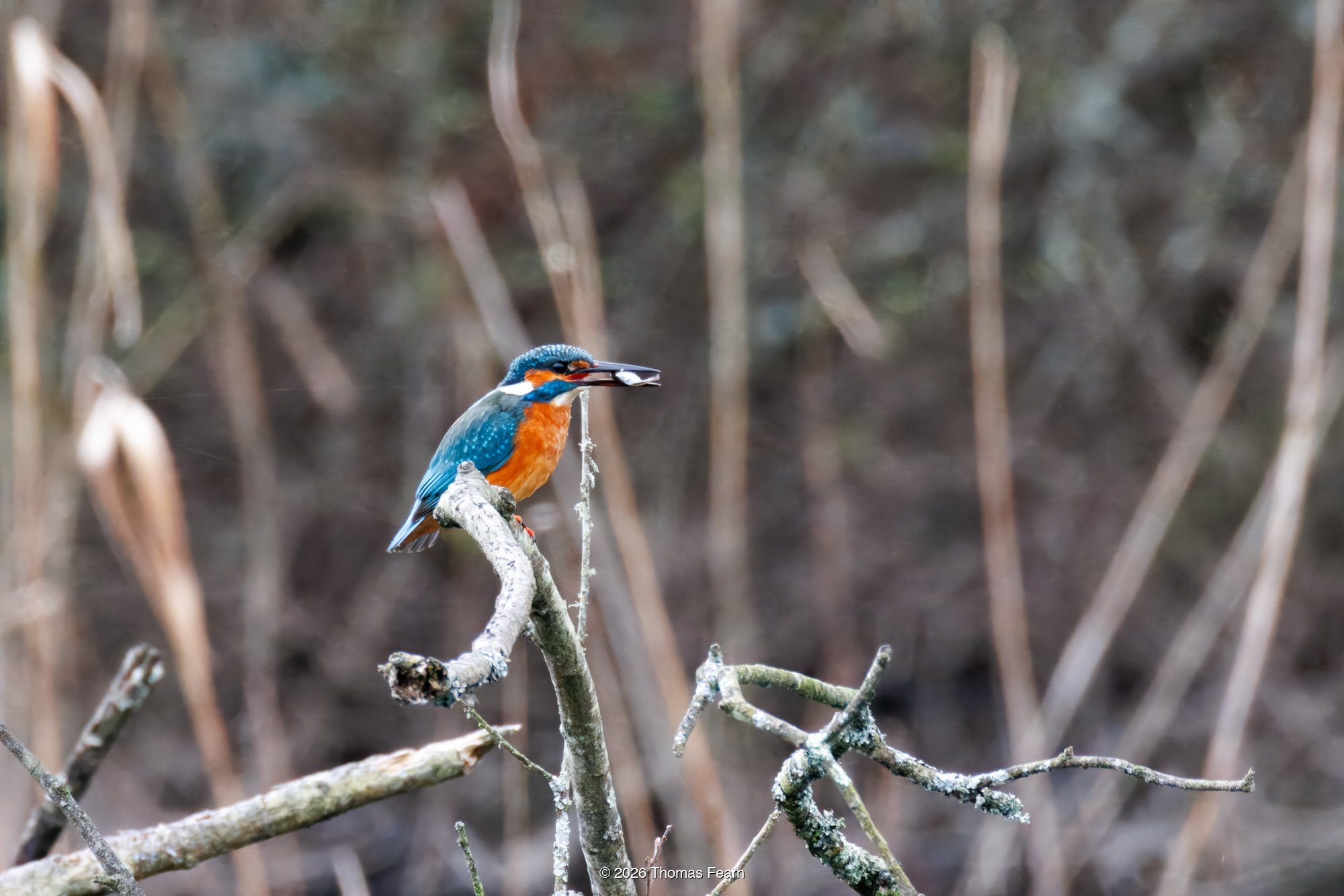 Common kingfisher on a lichen-covered branch