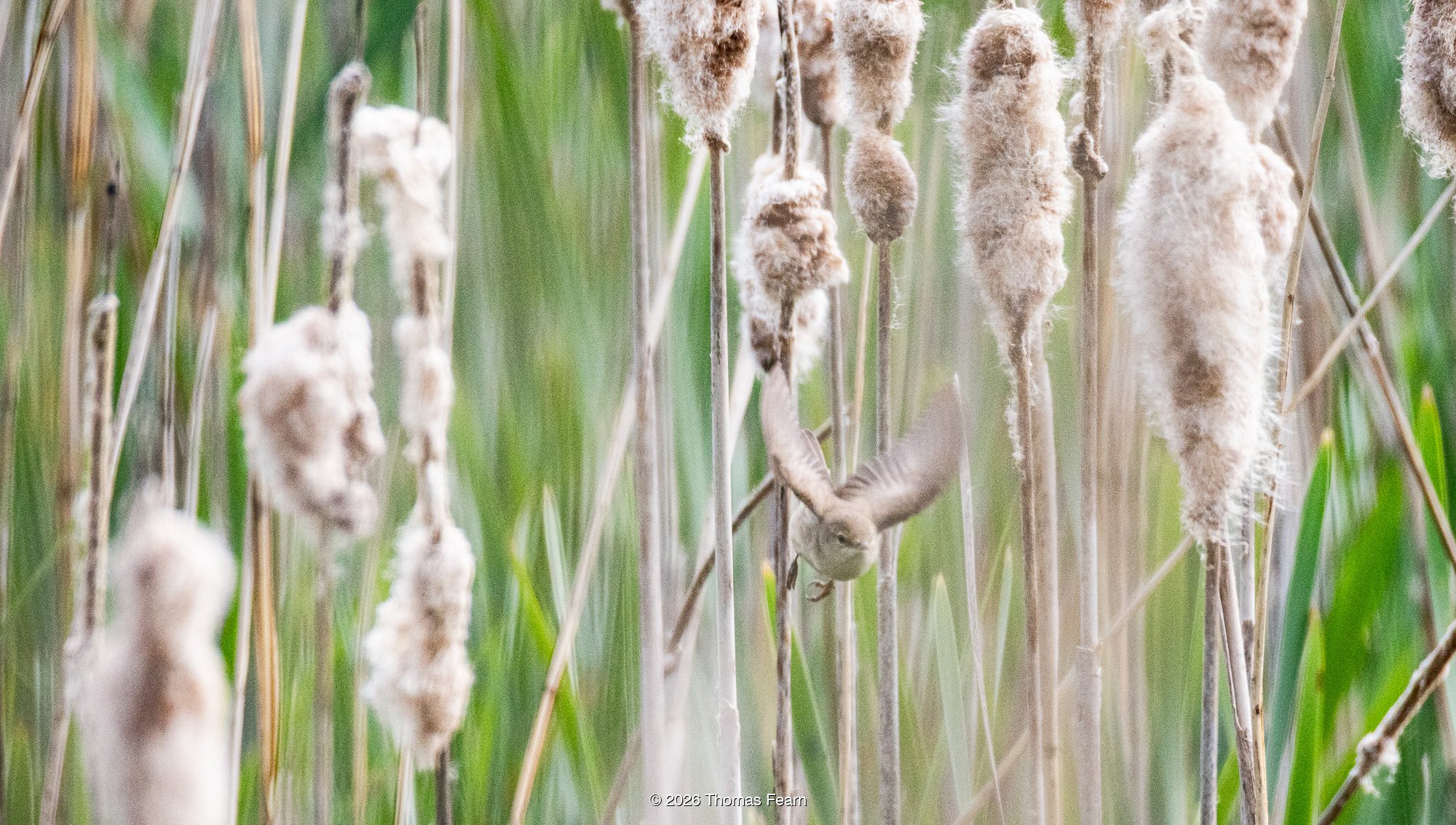 Reed warbler reaching up among reeds