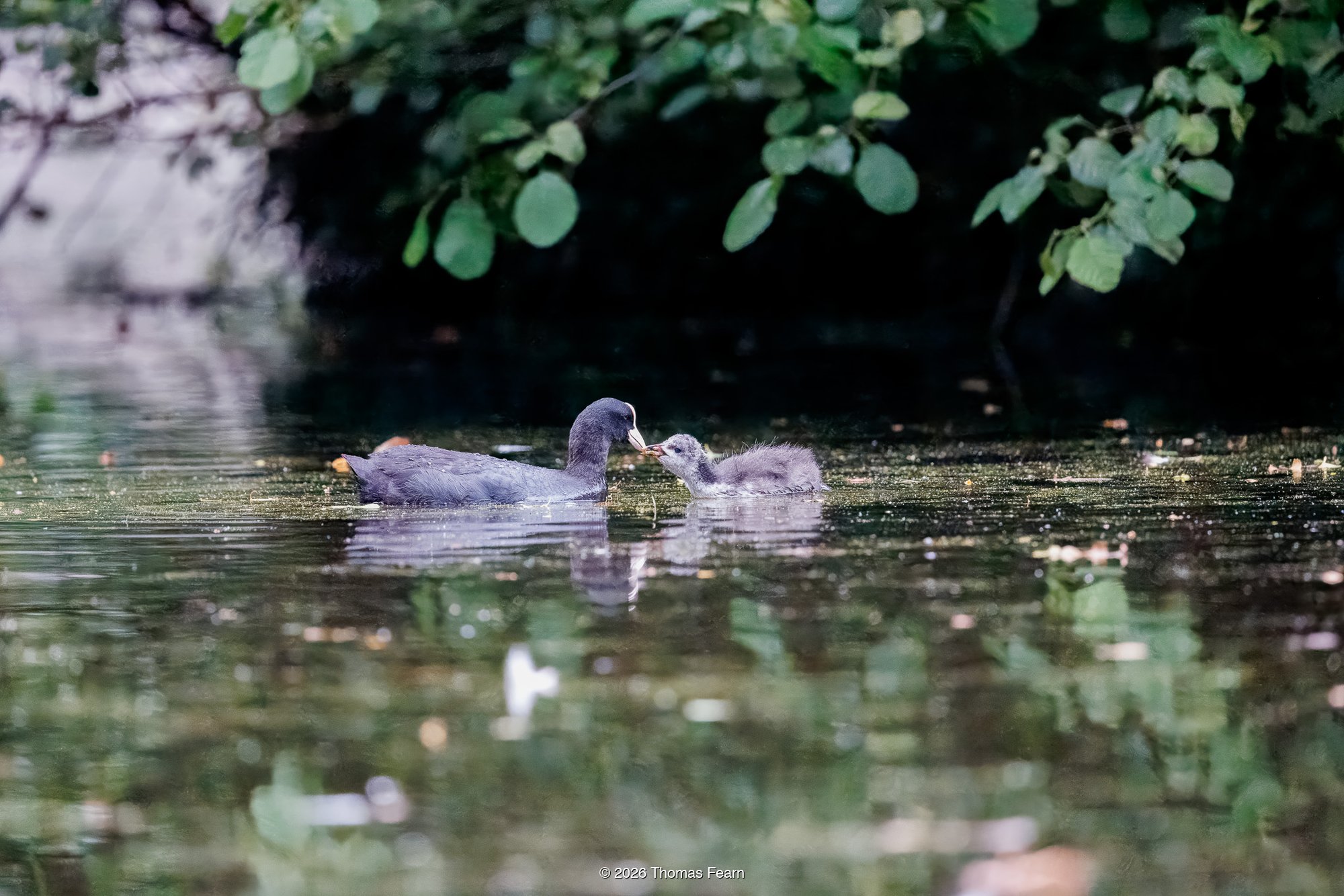 Coot feeding its chick