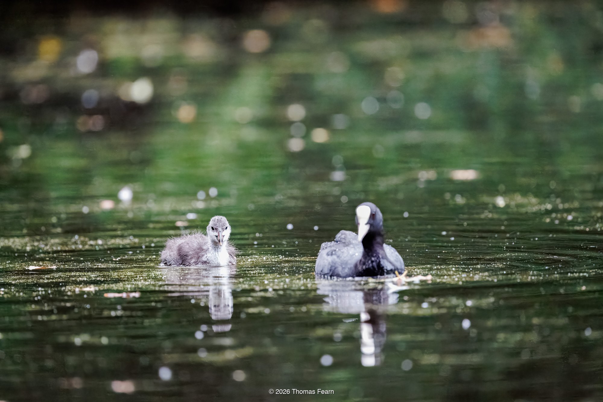 Coot chick beside its parent
