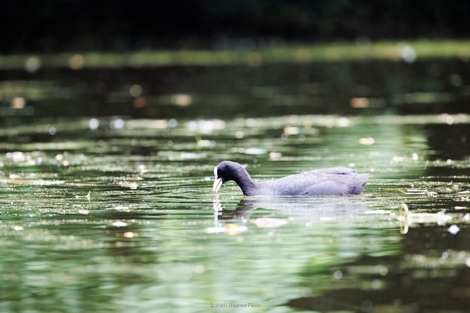Coot feeding on a quiet lake