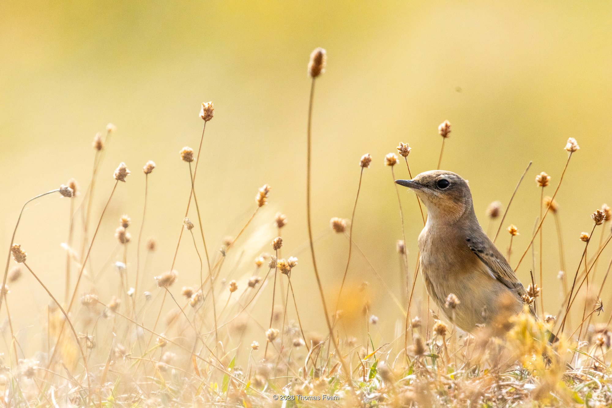 Wheatear among seedheads at golden hour