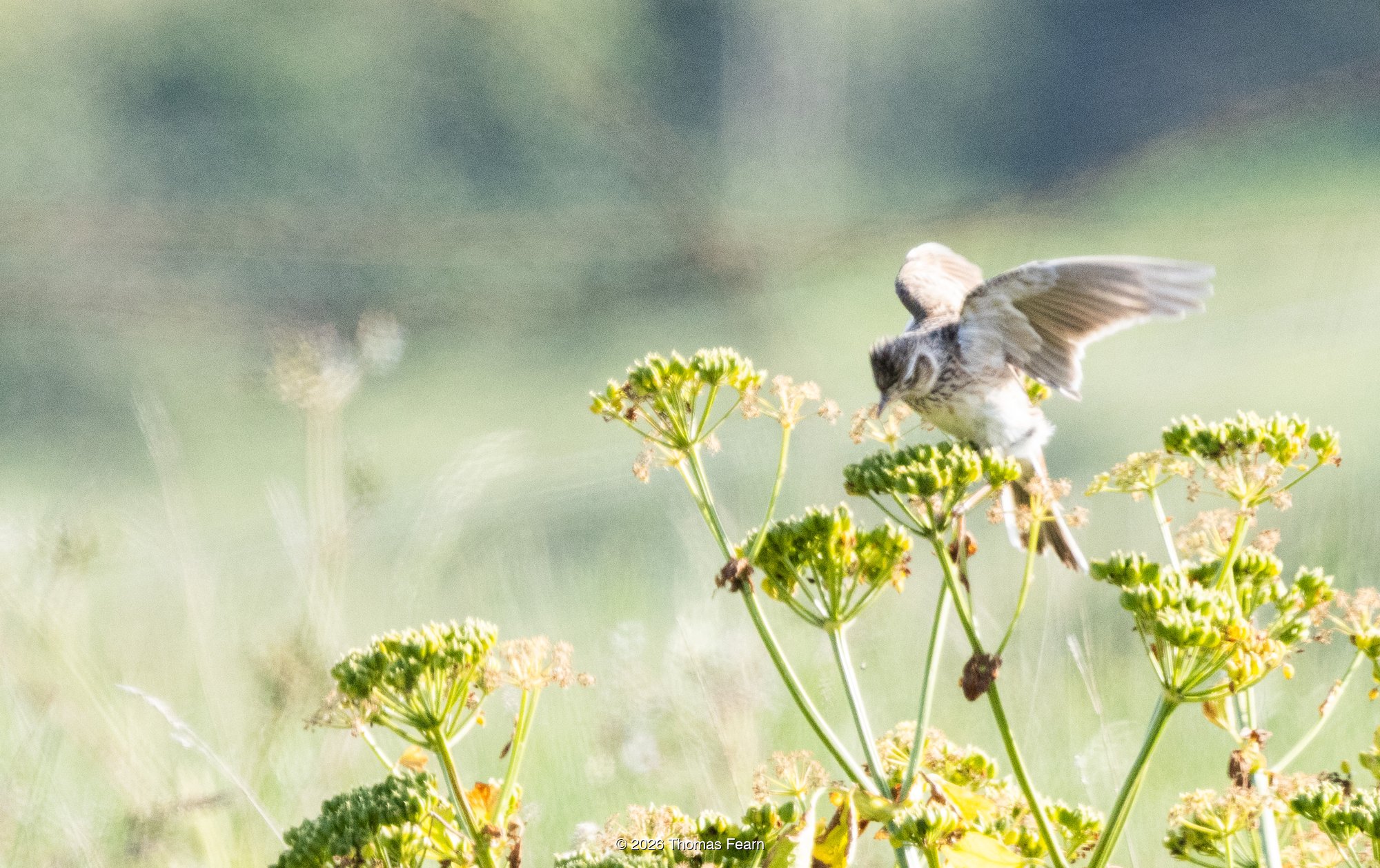 Skylark landing on flowering umbellifers