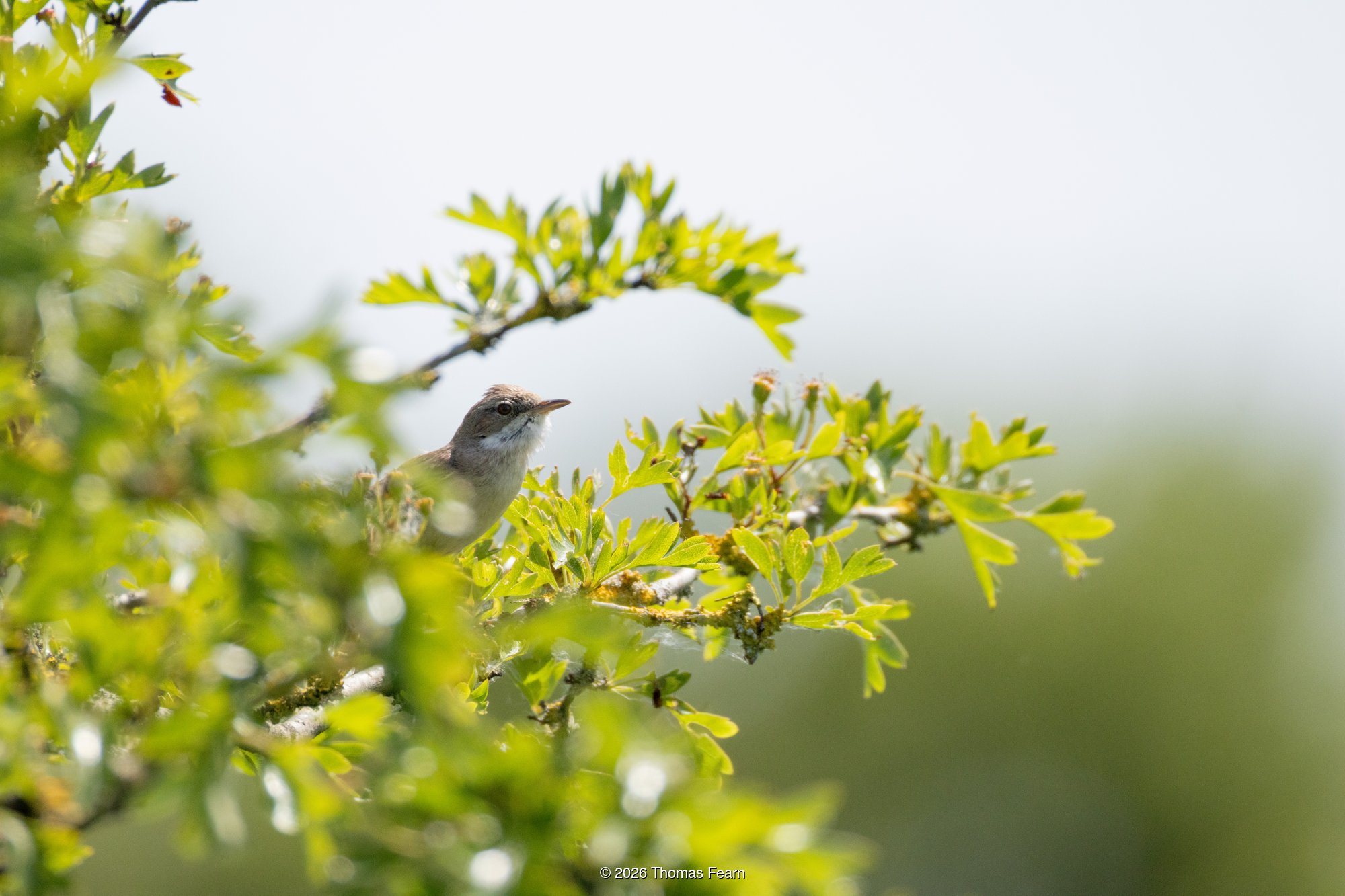 Common Whitethroat in fresh oak leaves
