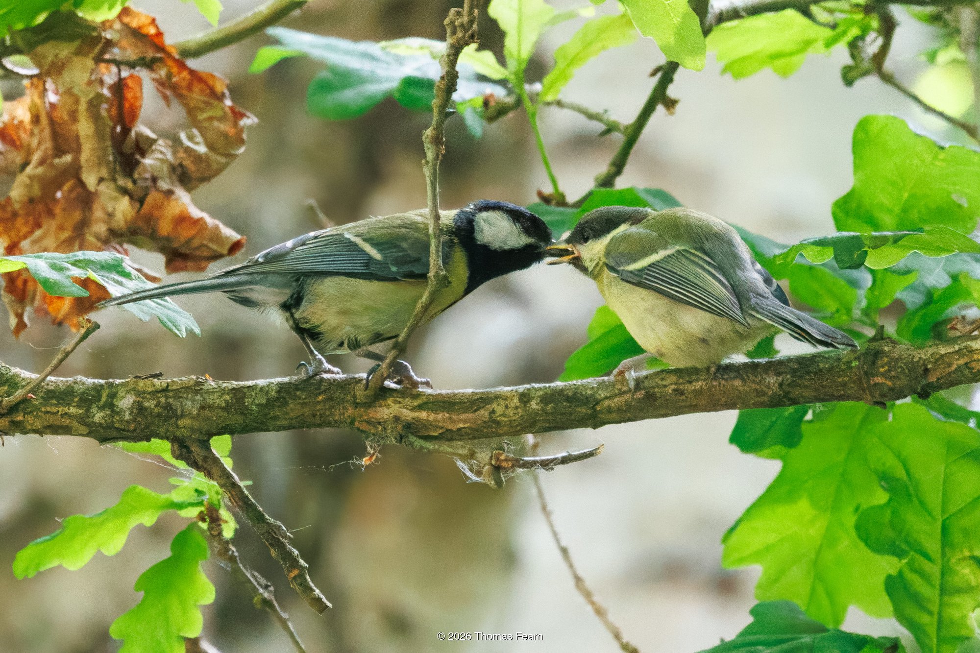 Pair of Great Tits on a branch