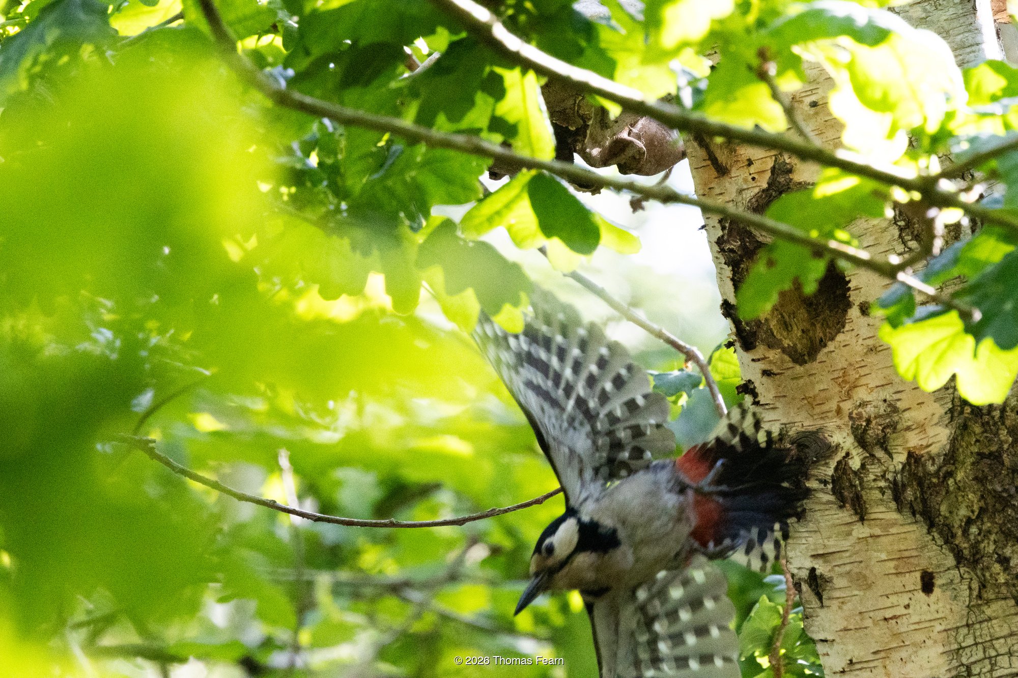 Great Spotted Woodpecker at its nest hole